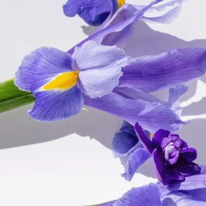 46043 Oriflame - Nước hoa nữ Women's Collection Charming Violet Eau De Toilette